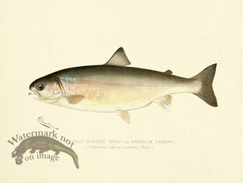 Trout - Sunapee Female